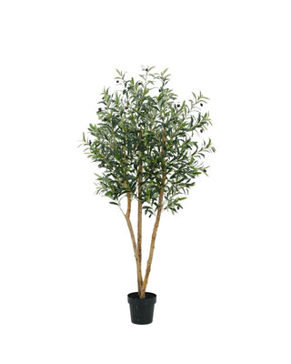 OLIJFBOOM 180CM | ECHTE HOUTEN STAM