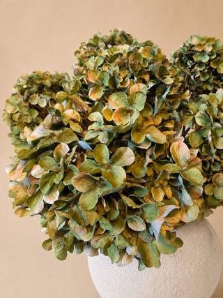 BOEKET HORTENSIA | GROEN