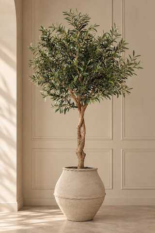 OLIJFBOOM 190CM | ECHTE HOUTEN STAM
