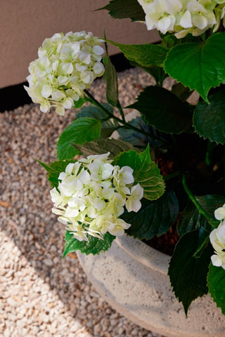 HORTENSIA 90CM OUTDOOR| WIT