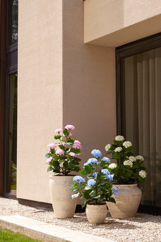 HORTENSIA 90CM OUTDOOR| ROZE