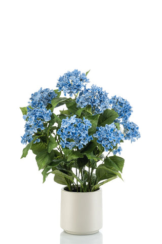 HORTENSIA IN POT 68CM | BLAUW
