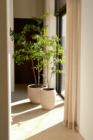 MORINGA 210CM