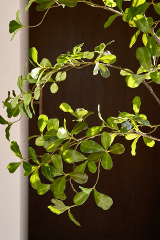 MORINGA 210CM
