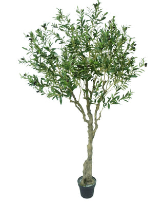 OLIJFBOOM 200CM