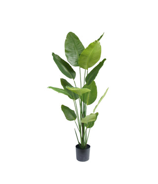STRELITZIA 180CM