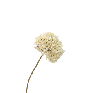 HORTENSIA 65CM | CREME