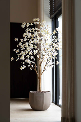 BLOESEMBOOM CRÈME 220CM | ECHTE HOUTEN STAM