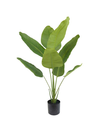 STRELITZIA 120CM