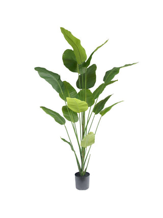 STRELITZIA 210CM