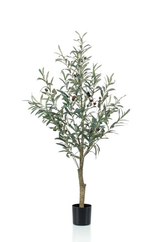 OLIJFBOOM 115CM