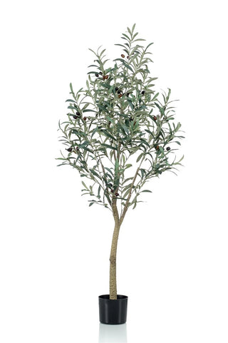 OLIJFBOOM 140CM