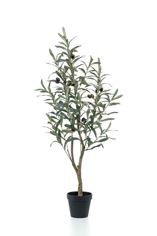 OLIJFBOOM 90CM