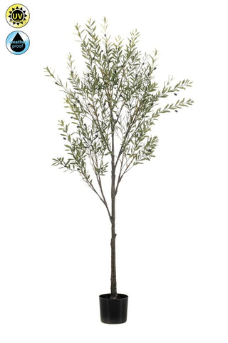 OLIJFBOOM OUTDOOR 175CM