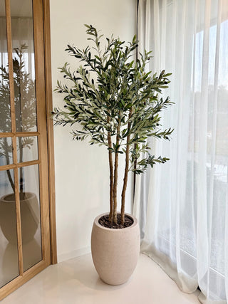 OLIJFBOOM 180CM | ECHTE HOUTEN STAM