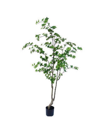 ENKIANTHUS 180CM