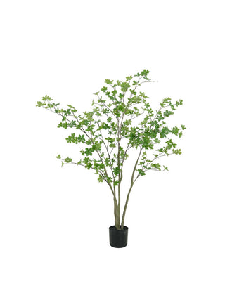 ENKIANTHUS 150CM