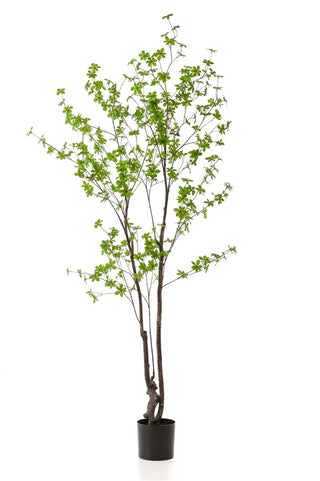 TROPAEOLUM SPECIOSUM 210CM