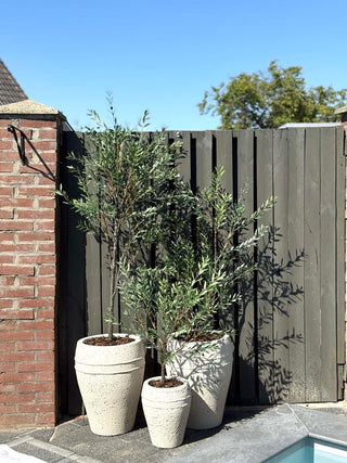 OLIJFBOOM OUTDOOR 175CM
