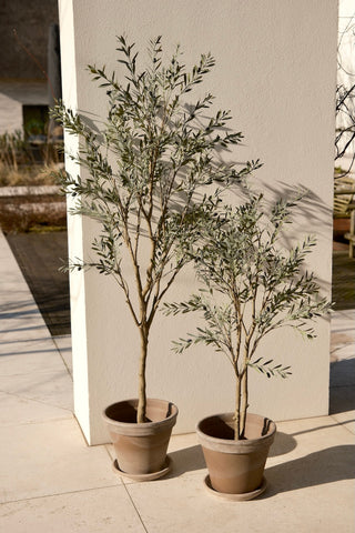UV OLIJFBOOM 120CM